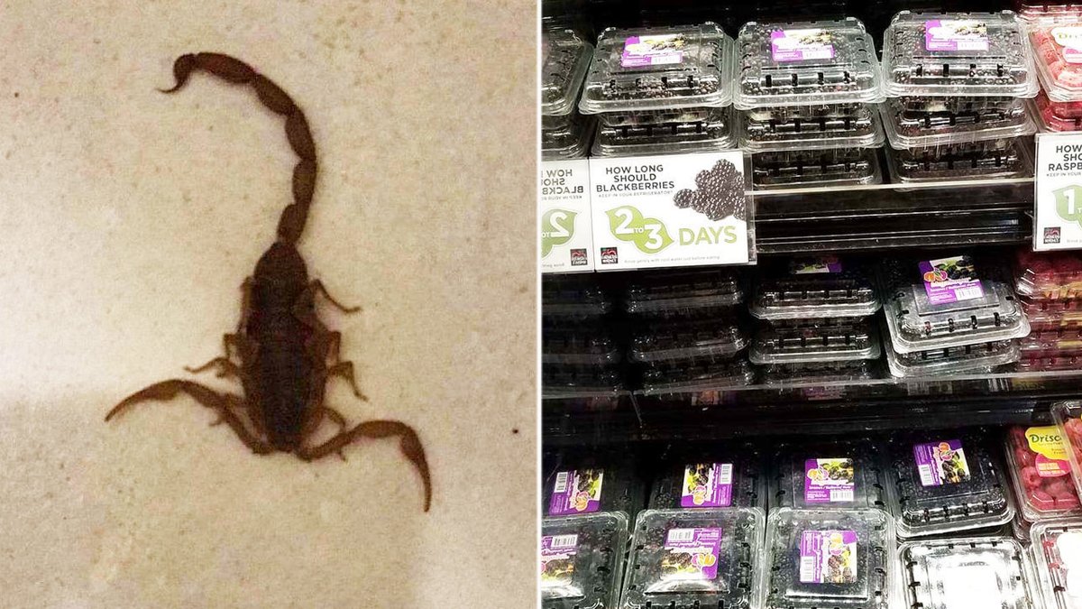 A south Charlotte man claims he nearly ate a scorpion last week after bringing home blackberries he bought from a local grocery store.