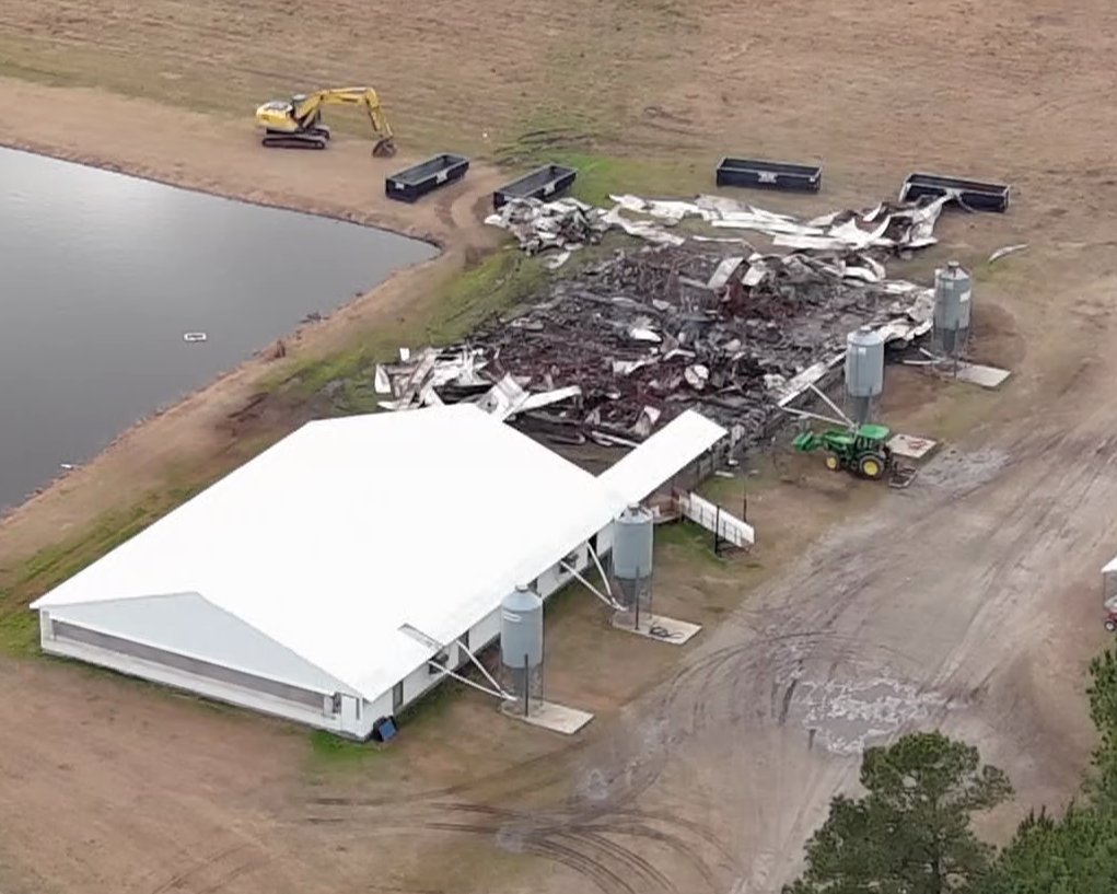More than 1,300 hogs died after a fire broke out at a farm in North Carolina this past weekend